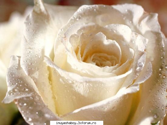 flori - Moon_Flower - Lumea plantelor