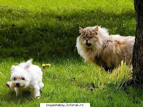 inuyasha_protect - am piedut amandoi din esti f bun la lupta sper sa - fight